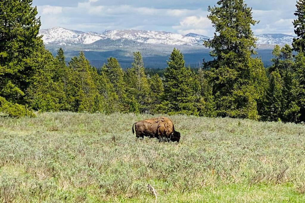 Bear Lair At Teton Valley Idaho ビクター エクステリア 写真